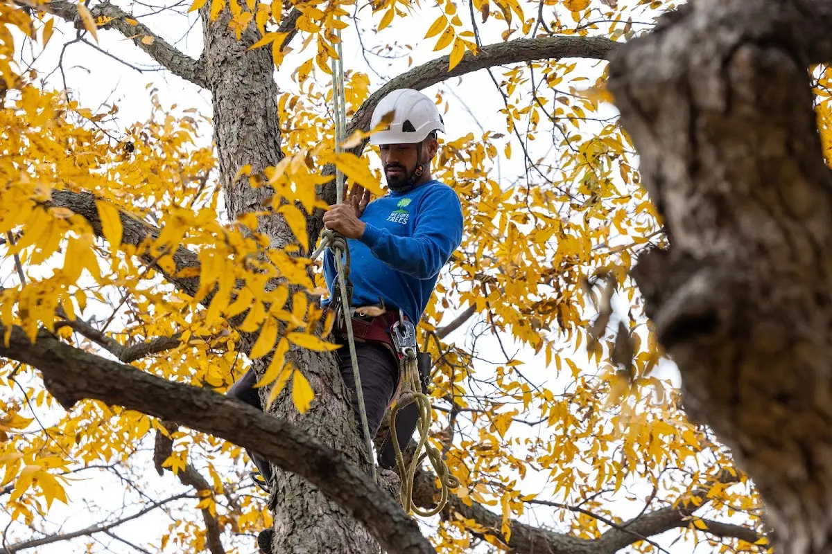 Skilled Tree Planing crew working in Red Lion