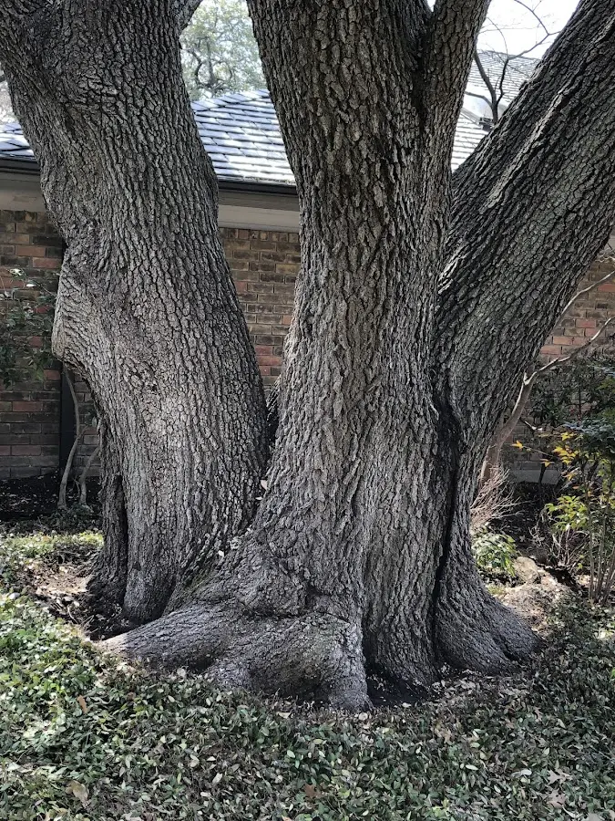 Mature heritage tree close to a Red Lion property cared for by certified arborists
